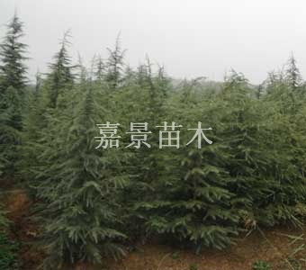 白皮松 華山松 油松 側柏等 嘉景苗木