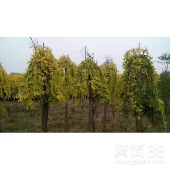 【山東錦程苗木嫁接隊-專業(yè)嫁接工人】-