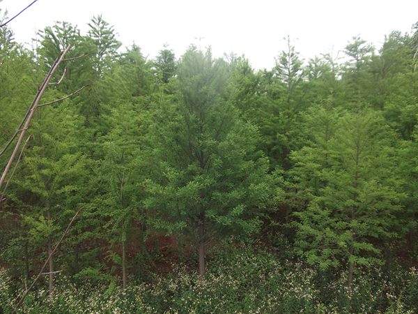 「落羽杉」最新落羽杉_價(jià)格_圖片_產(chǎn)地報(bào)價(jià)表-江蘇沭陽長景園林苗木場(chǎng)