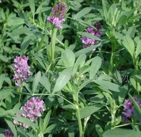 牧草種子普那菊苣、蘇丹草、苦買(mǎi)菜、毛苕子、(圖)