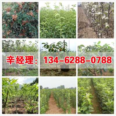 2022 洛陽(yáng)1公分蘋(píng)果樹(shù)苗苗圃在哪 集團(tuán)股份