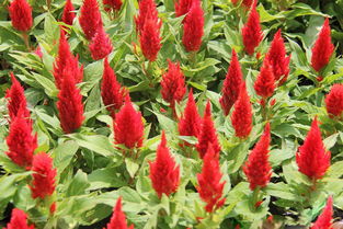 元磊花卉供應(yīng)實(shí)惠的雞冠花 優(yōu)質(zhì)雞冠花價(jià)格