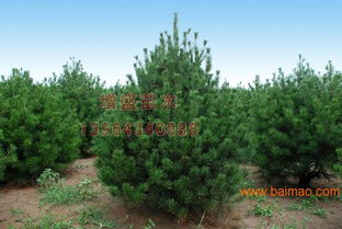 天津衛(wèi)矛球行情 想要易成活的苗木就來增盛苗木,天津衛(wèi)矛球行情 想要易成活的苗木就來增盛苗木生產(chǎn)廠家,天津衛(wèi)矛球行情 想要易成活的苗木就來增盛苗木價(jià)格