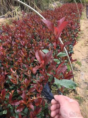 【綠化灌木紅葉石楠袋苗銷售、質(zhì)優(yōu)價(jià)廉】綠化苗木,價(jià)格,廠家,供應(yīng)商,花木,龍海市東泗興輝園藝場 - 產(chǎn)品庫