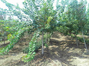 美人梅 重陽木 泡桐 白蠟 火炬 黃櫨等苗木 沭陽縣完美園林綠化苗木場