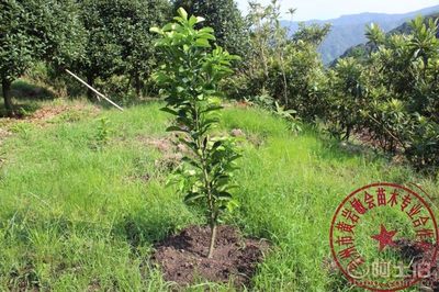 【2年嫁接玉環(huán)文旦柚子樹苗廠家直銷專業(yè)培育保質(zhì)量敏會(huì)苗木】臺(tái)州市黃巖敏會(huì)苗木專業(yè)合作社 - 產(chǎn)品庫