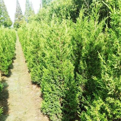 銷售信息 30公分側(cè)柏 側(cè)柏小苗 帥陽苗木 實(shí)地價(jià)格查詢