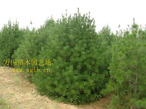 側柏苗木圖片,側柏苗木高清圖片 沭陽縣萬國綠化苗木園藝場,