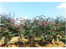 瀏陽(yáng)柏湖苗木專業(yè)合作社產(chǎn)品展示