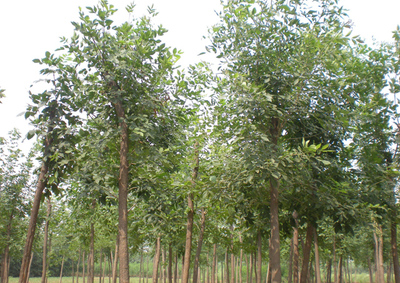 2020年全國(guó)苗木供需信息來(lái)了,這些品種有大需求!