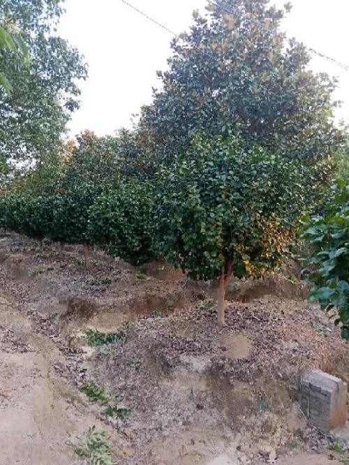 恭喜肥西永和苗木入駐苗木通 孫靜 追求客戶滿意,打造苗木精品