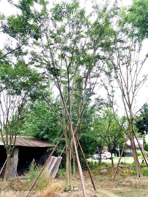 樸樹基地-名川園藝場-樸樹批發(fā)-成都苗木