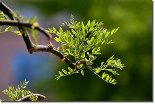 搜苗 苗木市場(chǎng)行情 2018這6大樹種要火