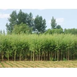 綠化苗木用途 吉林綠化苗木 君誠花卉苗木 查看