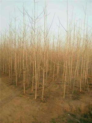 15公分銀杏苗木產(chǎn)品圖片|圖片大全|圖片庫