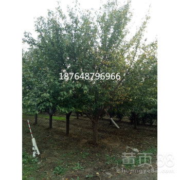 【白皮松,華山松,雪松--山東泰安鑫波苗木基地】-