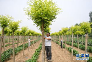 河北巨鹿 景觀苗木助扶貧