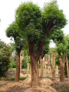 福建大小規格優質地栽、移栽香樟樹苗木銷售 13695986111 王先生_農副產品_世界工廠網中國產品信息庫