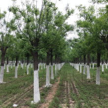 2020綠化苗木價格 報價 綠化苗木批發 第6頁 園林網