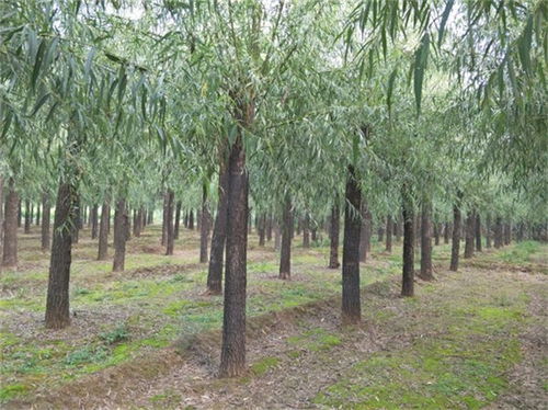 涉縣11公分旱柳樹苗13公分旱柳價(jià)格是多少 在線咨詢