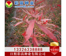 優化苗木產品庫策略，提升園林綠化行業競爭力