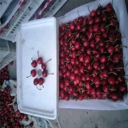 克拉瑪依市矮化櫻桃苗低價熱銷，品質保障助力林業種植