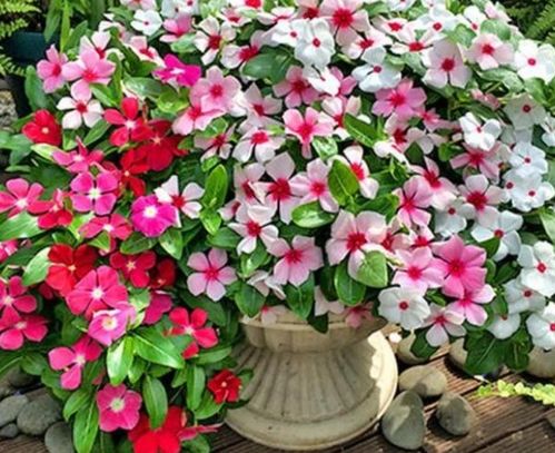 花期超長的4種花卉，一開花就是大半年，還好養