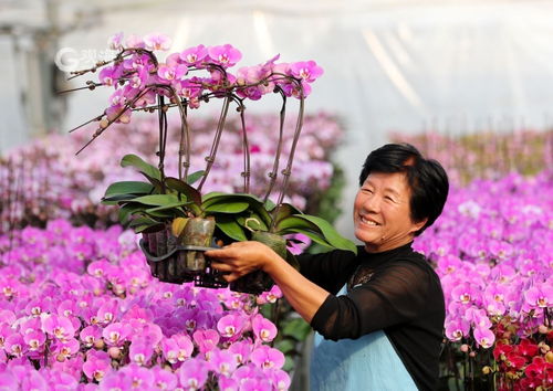 美麗經濟綻放 年宵花市場再升溫，花卉種植迎新春