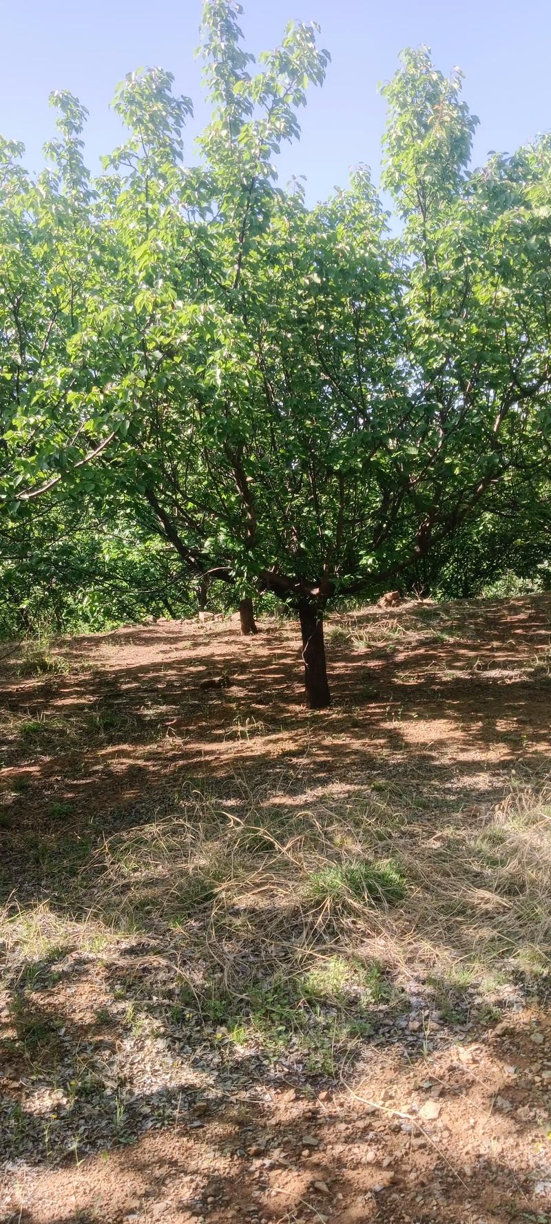 全網(wǎng)尋覓苗木有緣人，優(yōu)質(zhì)山杏樹大量現(xiàn)貨，規(guī)格齊全，共繪花卉種植新藍(lán)圖