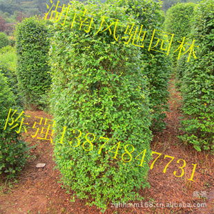 湖南風(fēng)馳園林 精品小葉雨針柱形樹，綠化苗木的專業(yè)供應(yīng)商