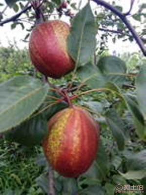 黃金梨苗種植與管理指南 栽種時(shí)間、水肥控制與生長表現(xiàn)